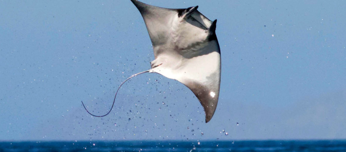 devil ray