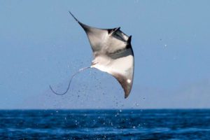 devil ray