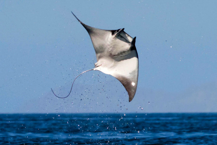 The Splendid Devil Ray Critter Science