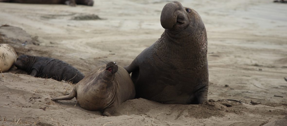 elephant seal, Critter Science