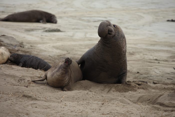 The Massive Elephant Seal | Critter Science