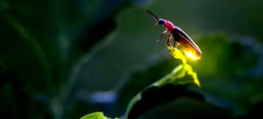 The Cool Firefly – Critter Science