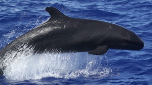 false killer whale