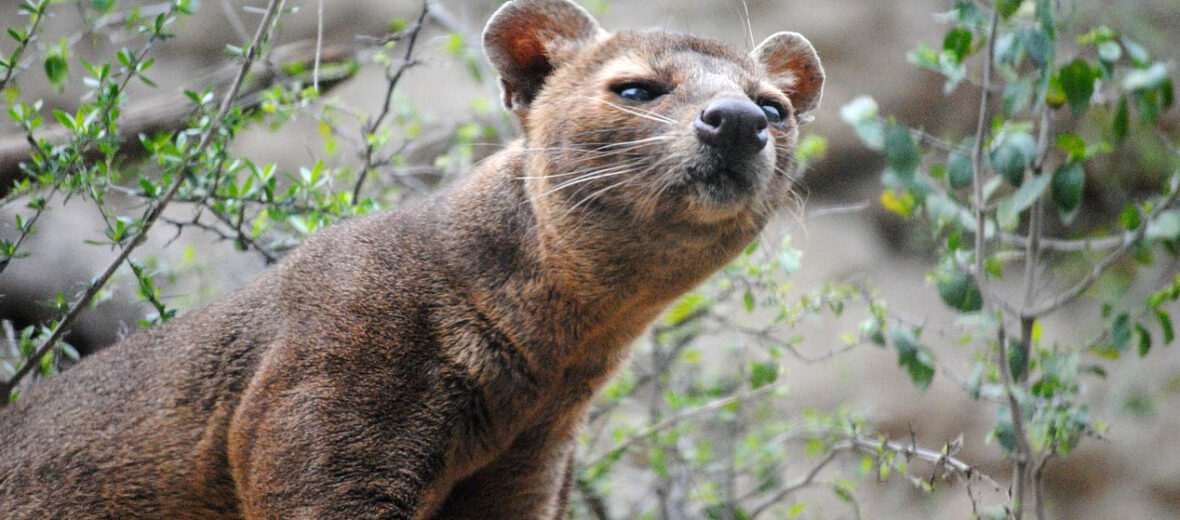 fossa