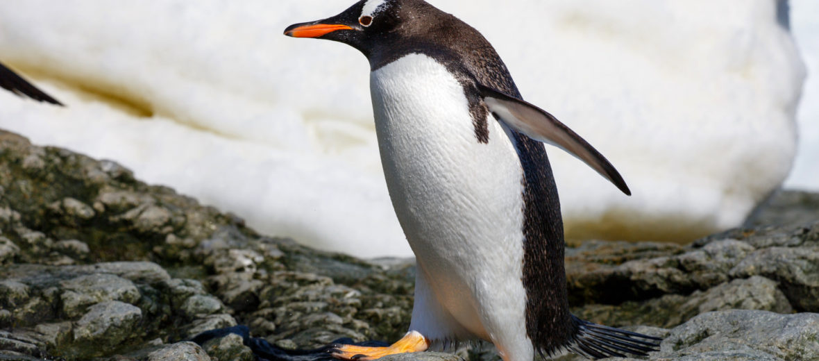 gentoo penguin