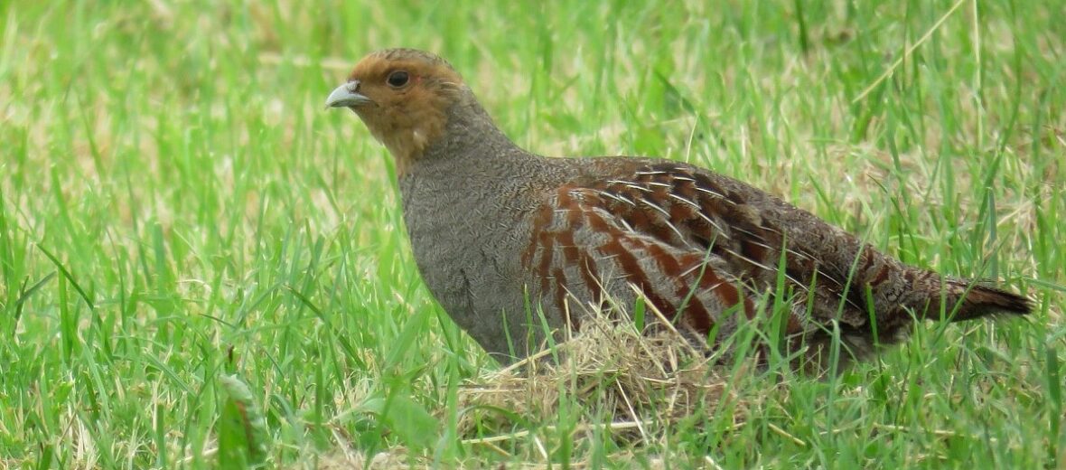 grey partridge