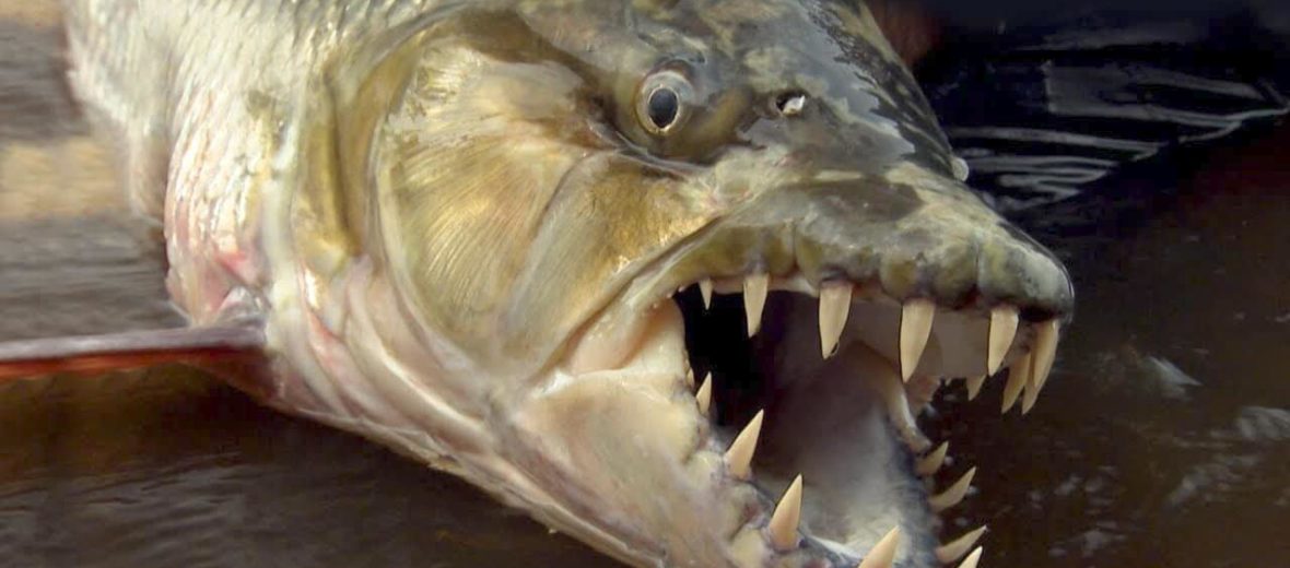 goliath tigerfish