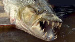 goliath tigerfish