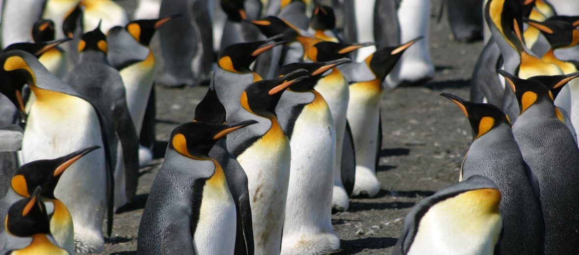 king penguin