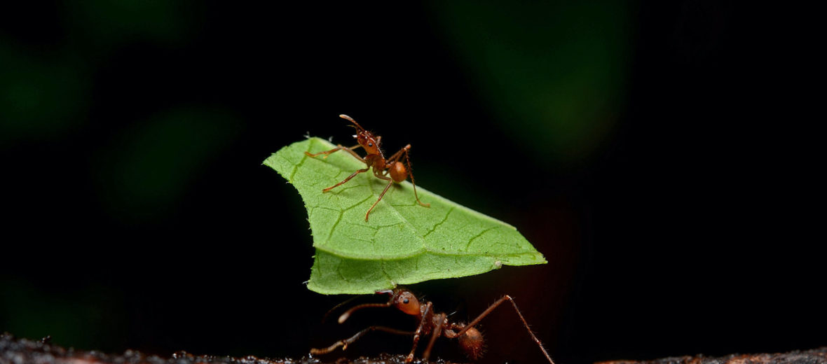 leafcutter ant