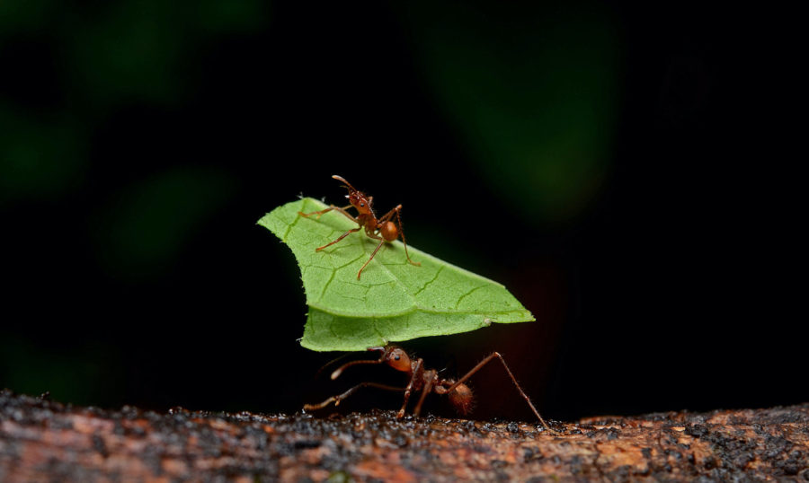 Giant Ants : r/Cryptozoology