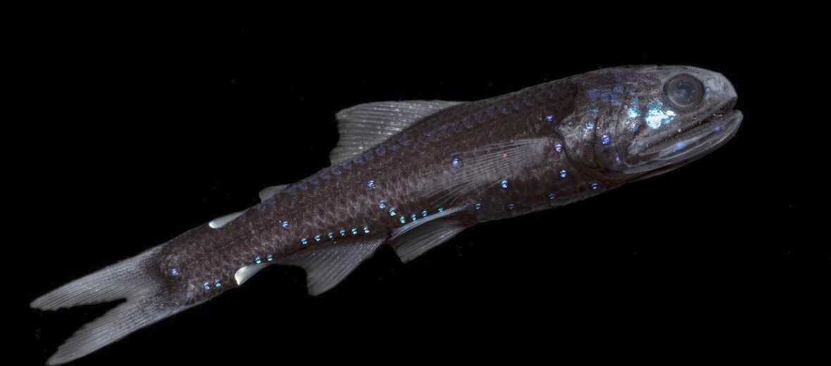 lanternfish, Critter Science