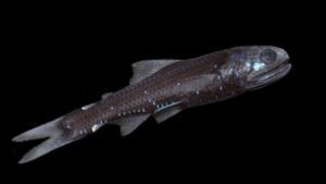lanternfish