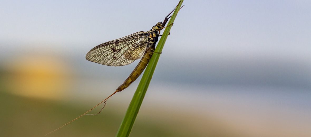 mayfly