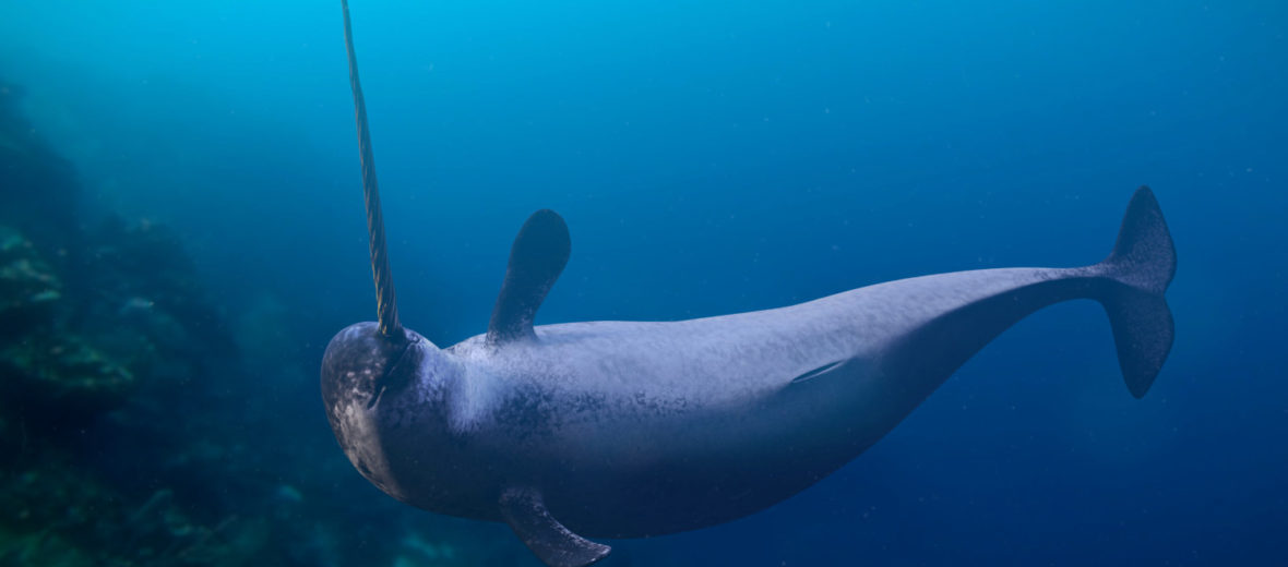 Behold the Unicorn of the Sea, the Narwhal | Critter Science