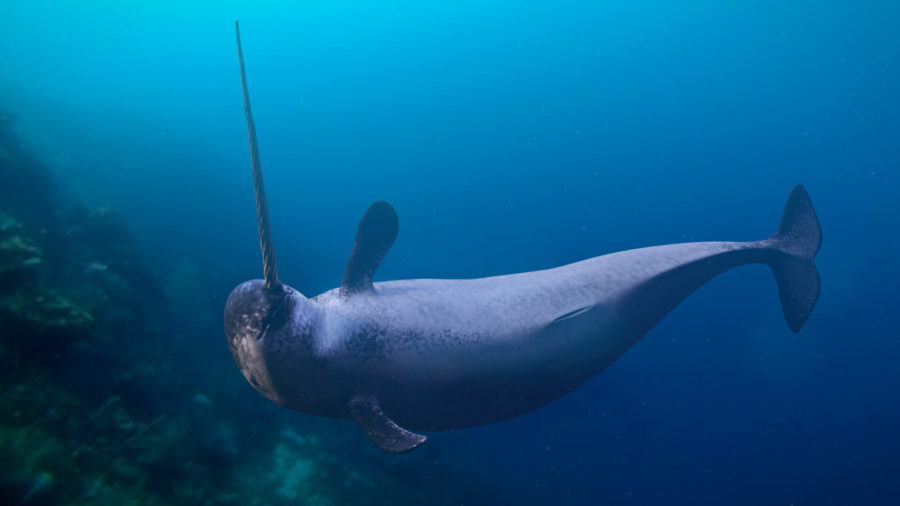 Behold the Unicorn of the Sea, the Narwhal – Critter Science