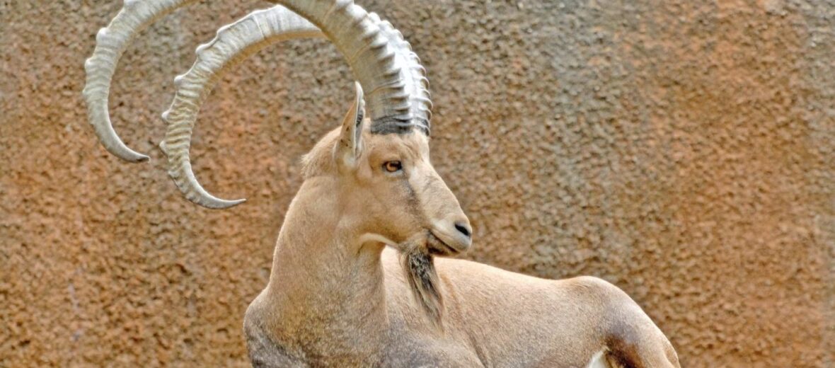 The Nubian Ibex | Critter Science