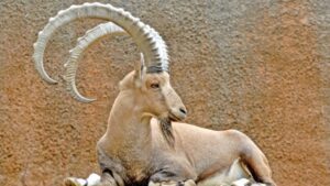 nubian ibex