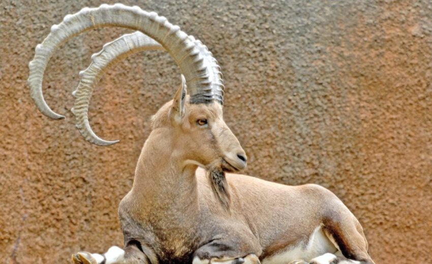nubian ibex