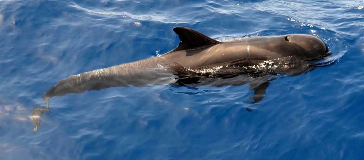 pilot whale