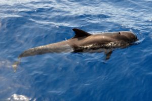 pilot whale