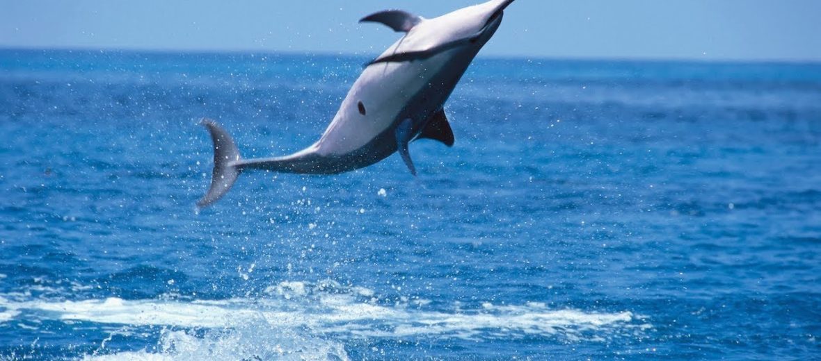 long snouted spinner dolphin