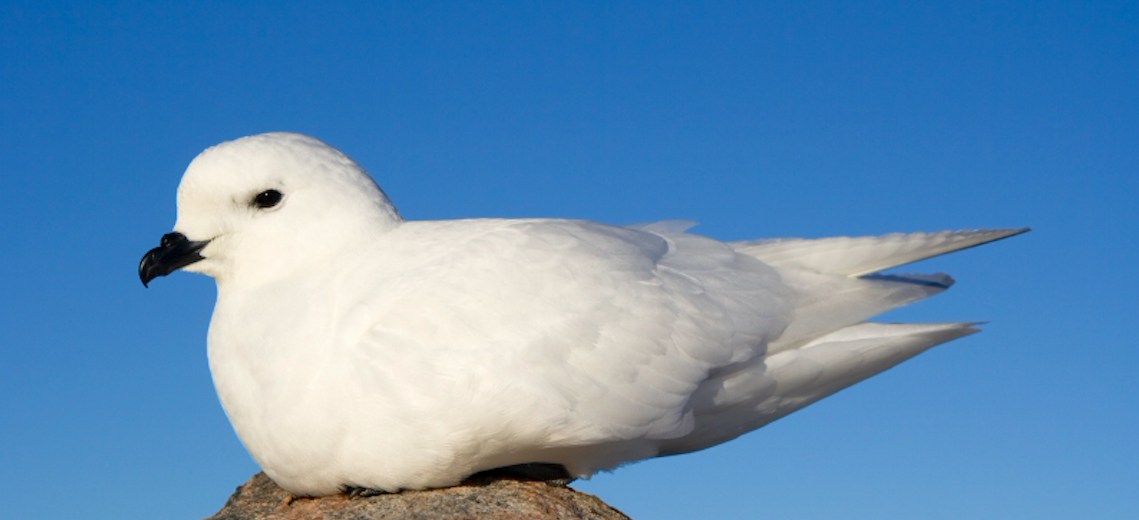 snow petrel