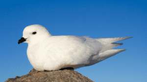 snow petrel