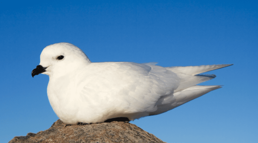 The Beautiful Snow Petrel | Critter Science