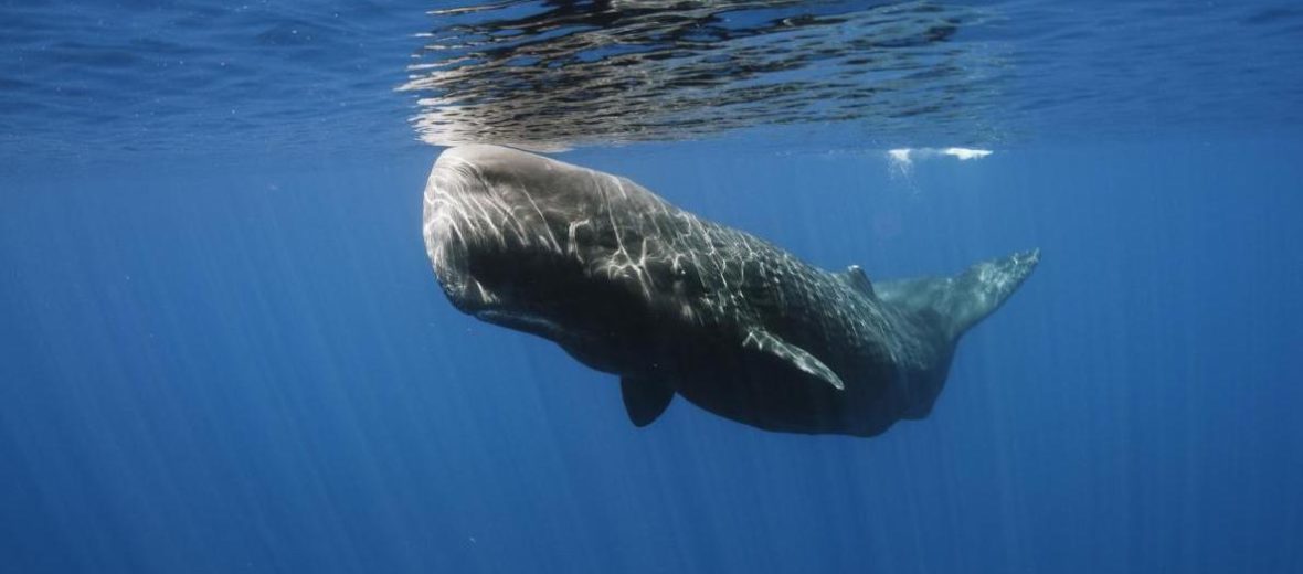 sperm whale