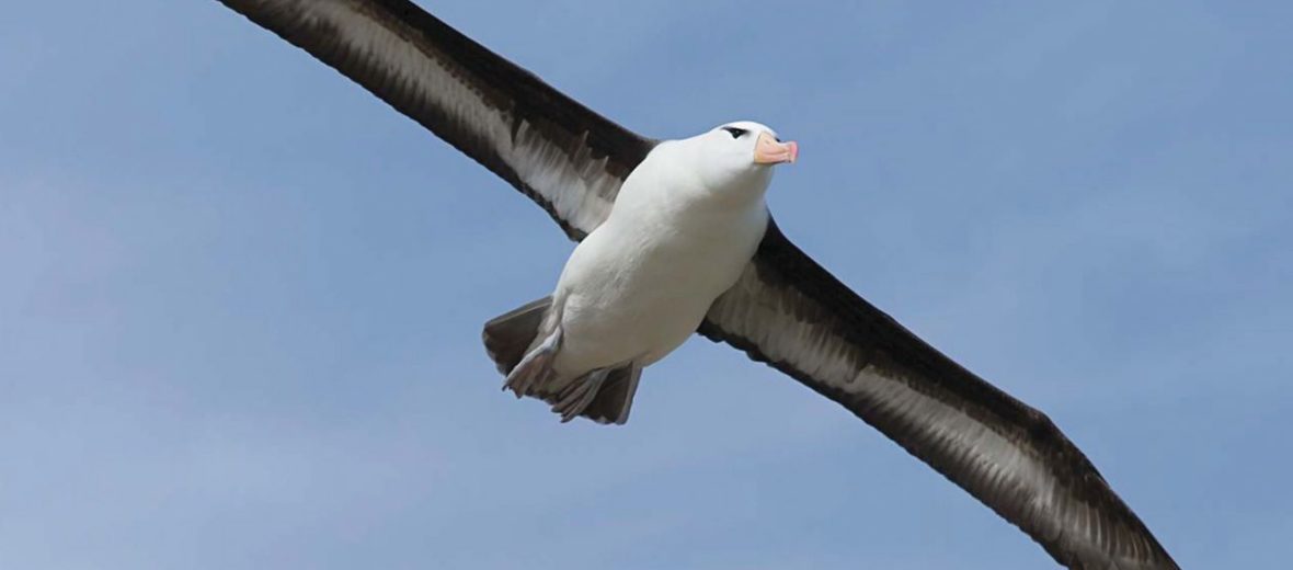 wandering albatross