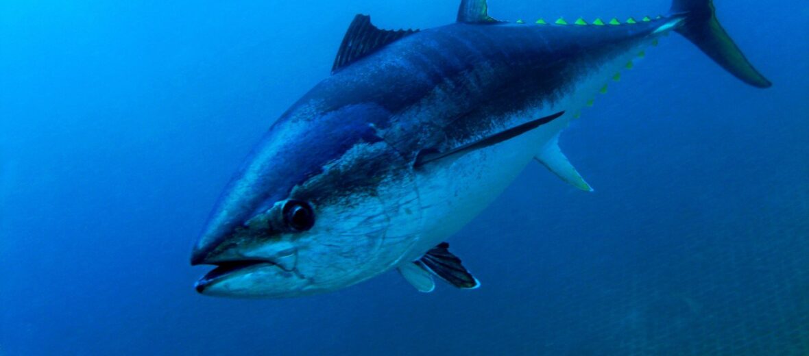 Atlantic bluefin tuna