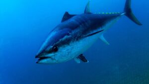 Atlantic bluefin tuna