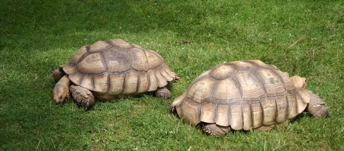 African spurred tortoise