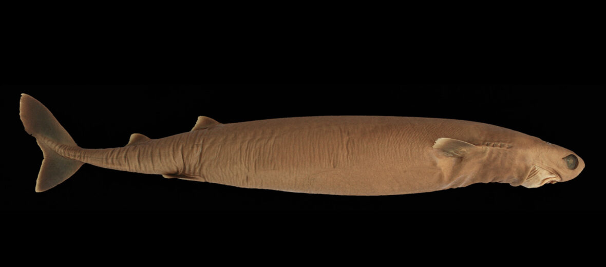 cookiecutter shark