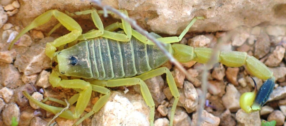 deathstalker scorpion, Critter Science