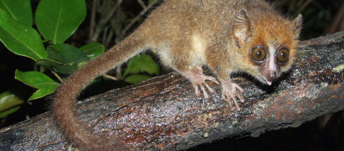 The Adorable Gray Mouse Lemur Critter Science