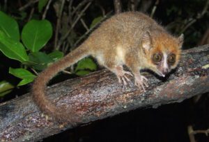 gray mouse lemur