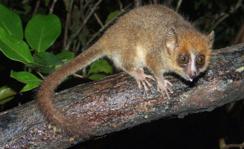 gray mouse lemur