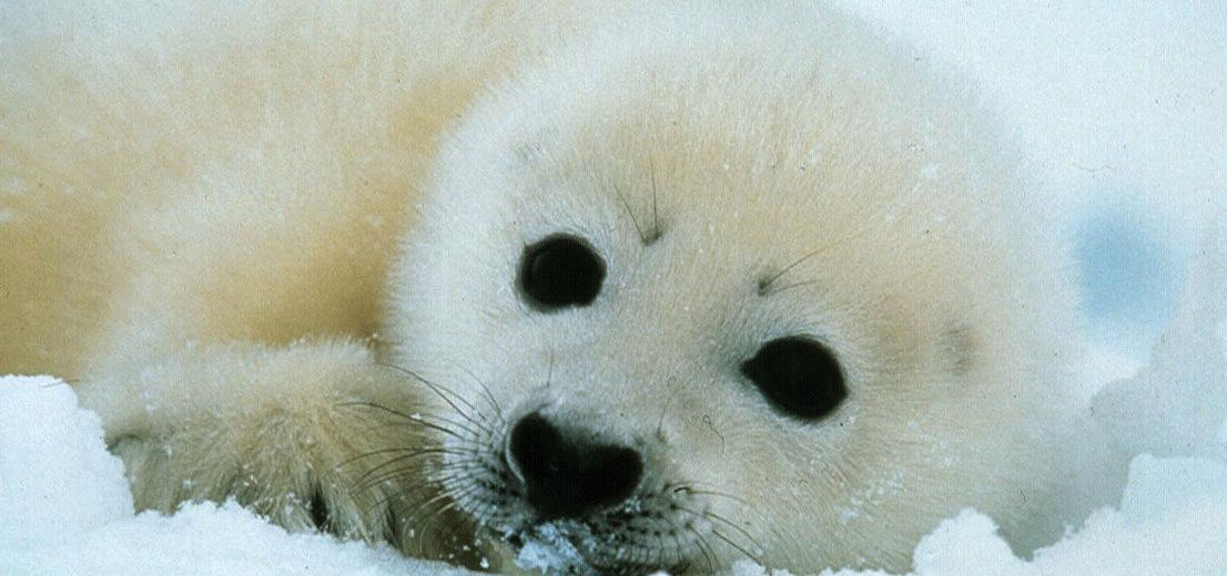 The Adorable Harp Seal | Critter Science