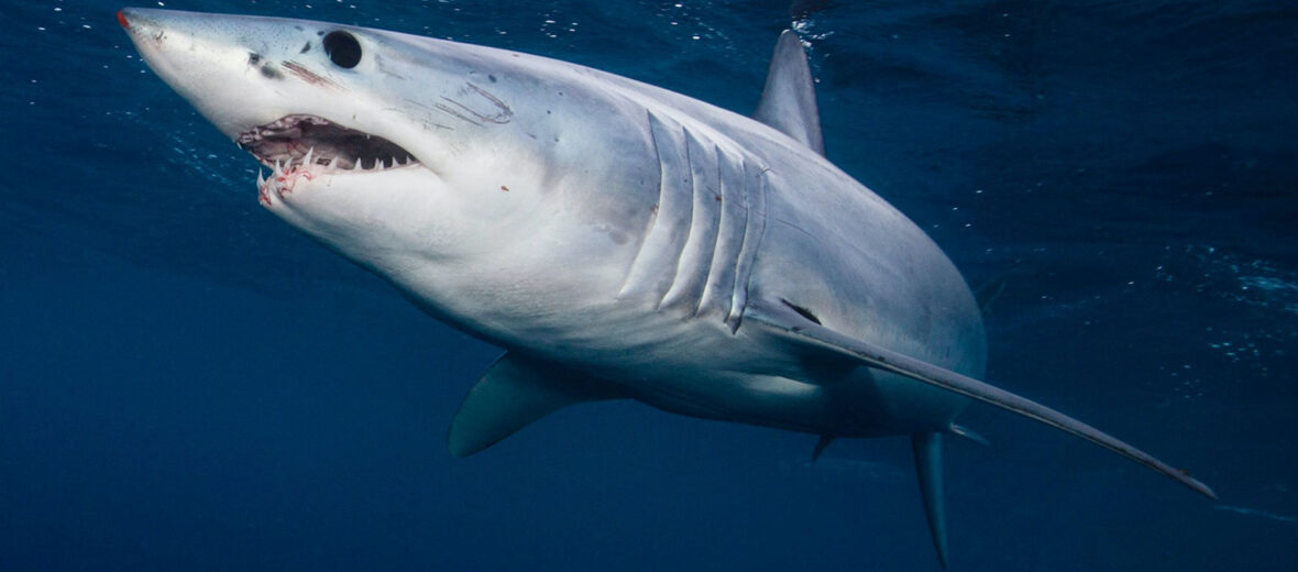 mako shark