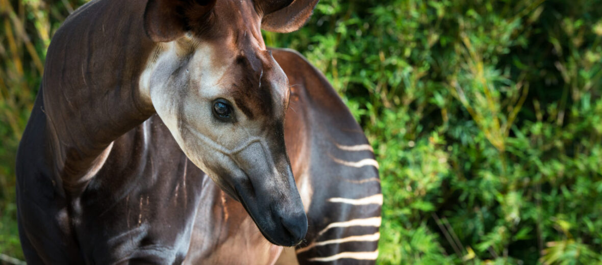 okapi