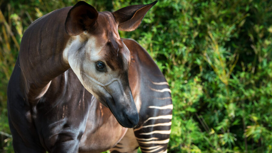 The Fascinating Okapi | Critter Science