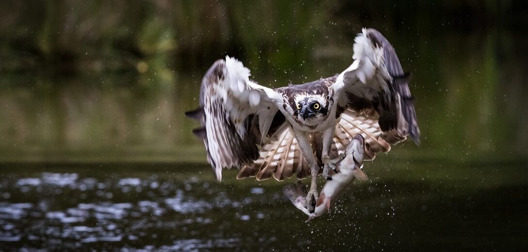 osprey