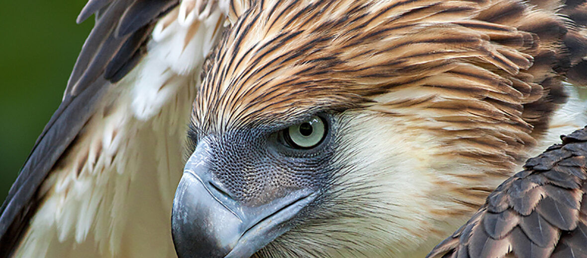 Philippine eagle, Critter Science