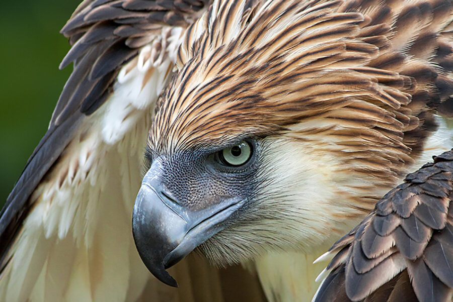 The Rare Philippine Eagle | Critter Science