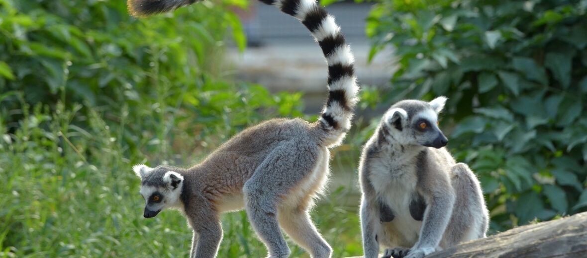 ring-tailed lemur