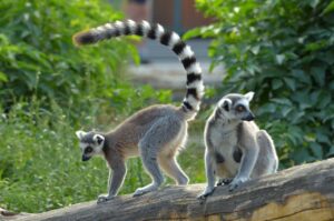 ring-tailed lemur