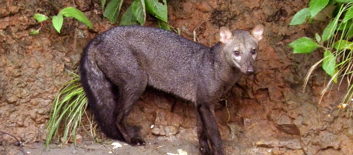 short-eared dog