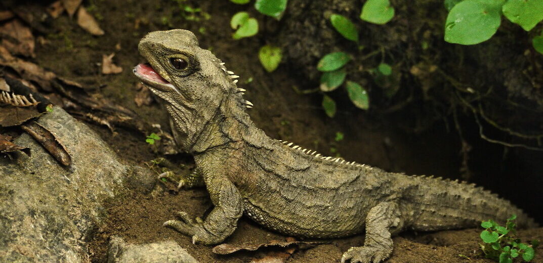 tuatara